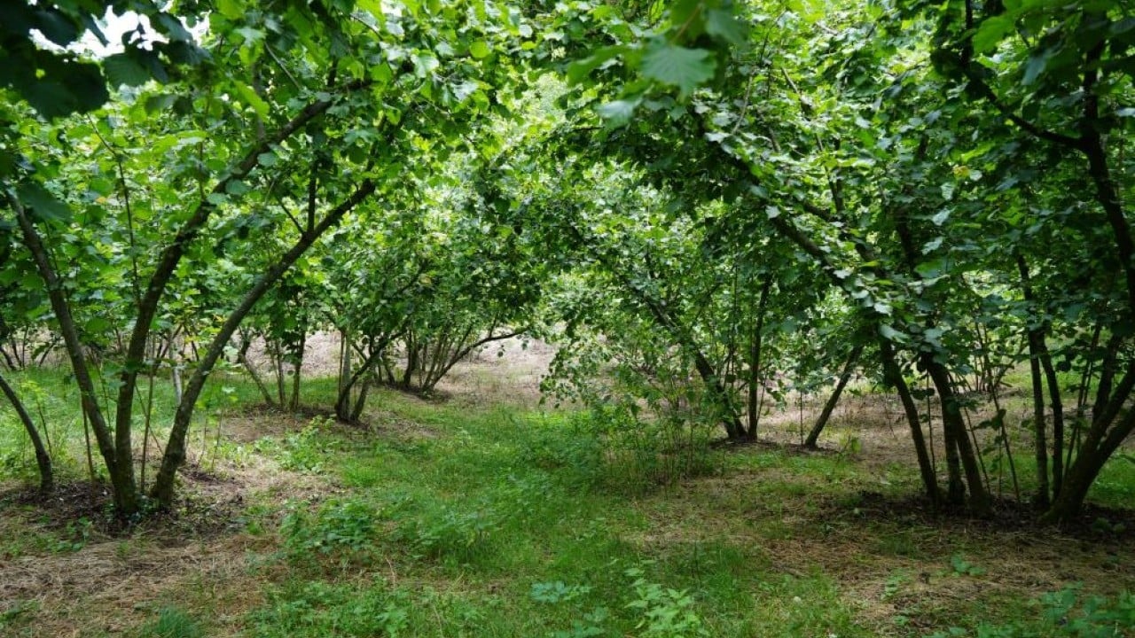 Foto - Bahçelerde sayım başladı! Fındıkta rekolte bekleniyor