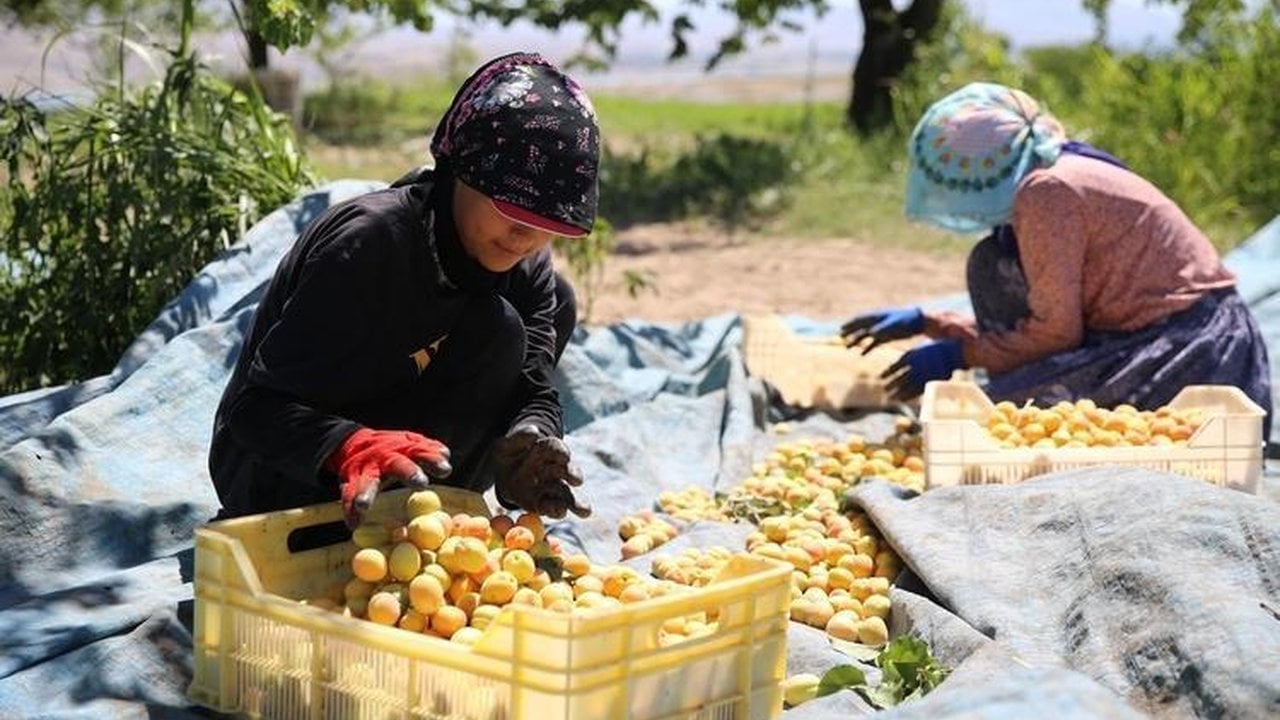 Foto - Bahçesine tek bir tane bile dikmeyi başaran köşeyi döndü: Bütün dünya bu meyve için sıraya girdi