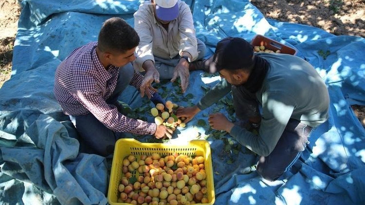 Foto - Bahçesine tek bir tane bile dikmeyi başaran köşeyi döndü: Bütün dünya bu meyve için sıraya girdi