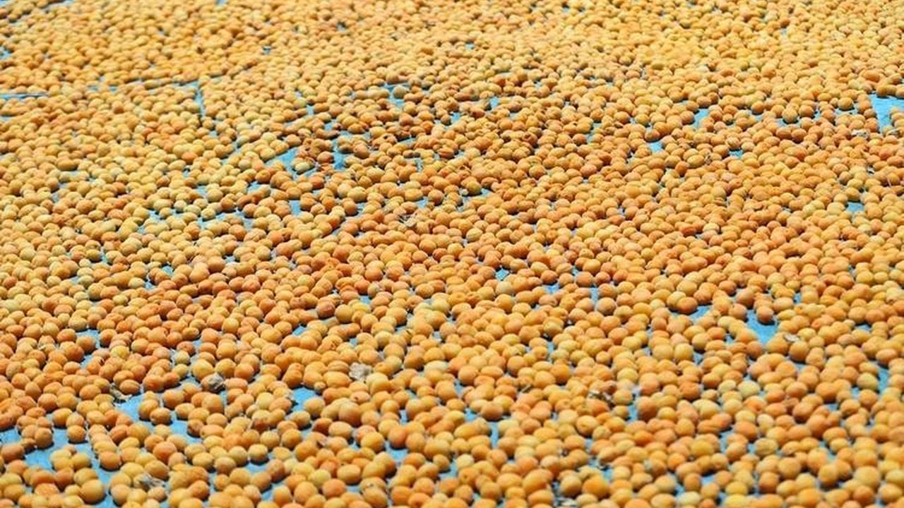 Foto - Bahçesine tek bir tane bile dikmeyi başaran köşeyi döndü: Bütün dünya bu meyve için sıraya girdi