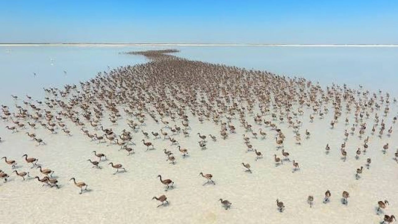 Foto - ‘Bakan Kurum ‘12 bin 800 yavru Tuz Gölü’nde yaşam buldu’ Flamingolara Bakanlık Koruması