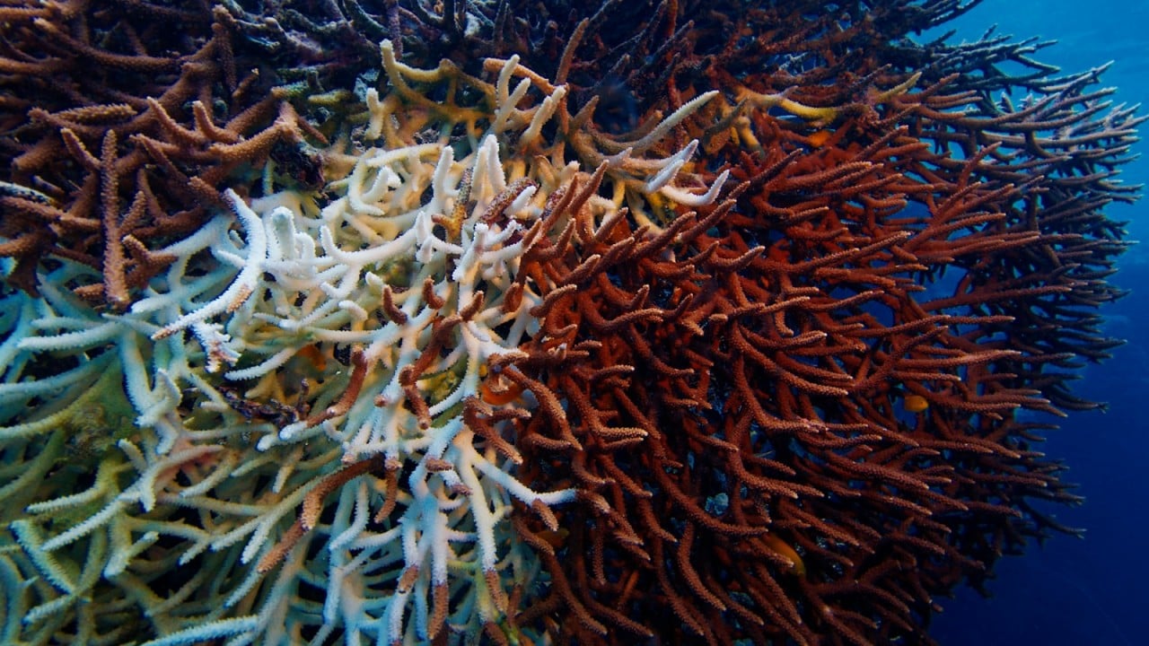 Foto - Bakan Kurum görüntüleri paylaştı Sivriada'dan Hayırsız Ada'ya mercan transferi