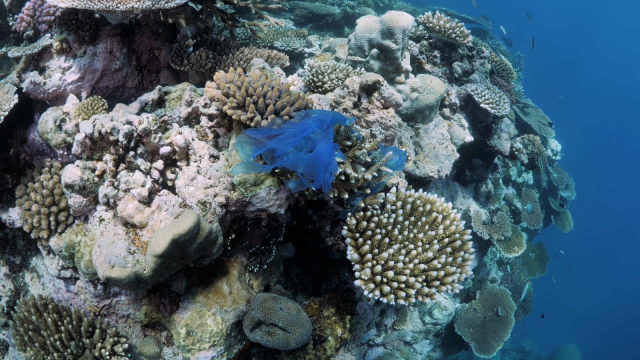 Foto - Bakan Kurum görüntüleri paylaştı Sivriada'dan Hayırsız Ada'ya mercan transferi