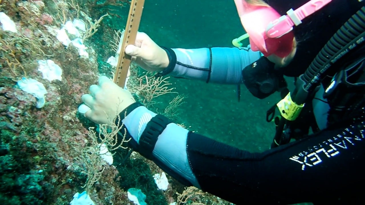 Foto - Bakan Kurum görüntüleri paylaştı Sivriada'dan Hayırsız Ada'ya mercan transferi