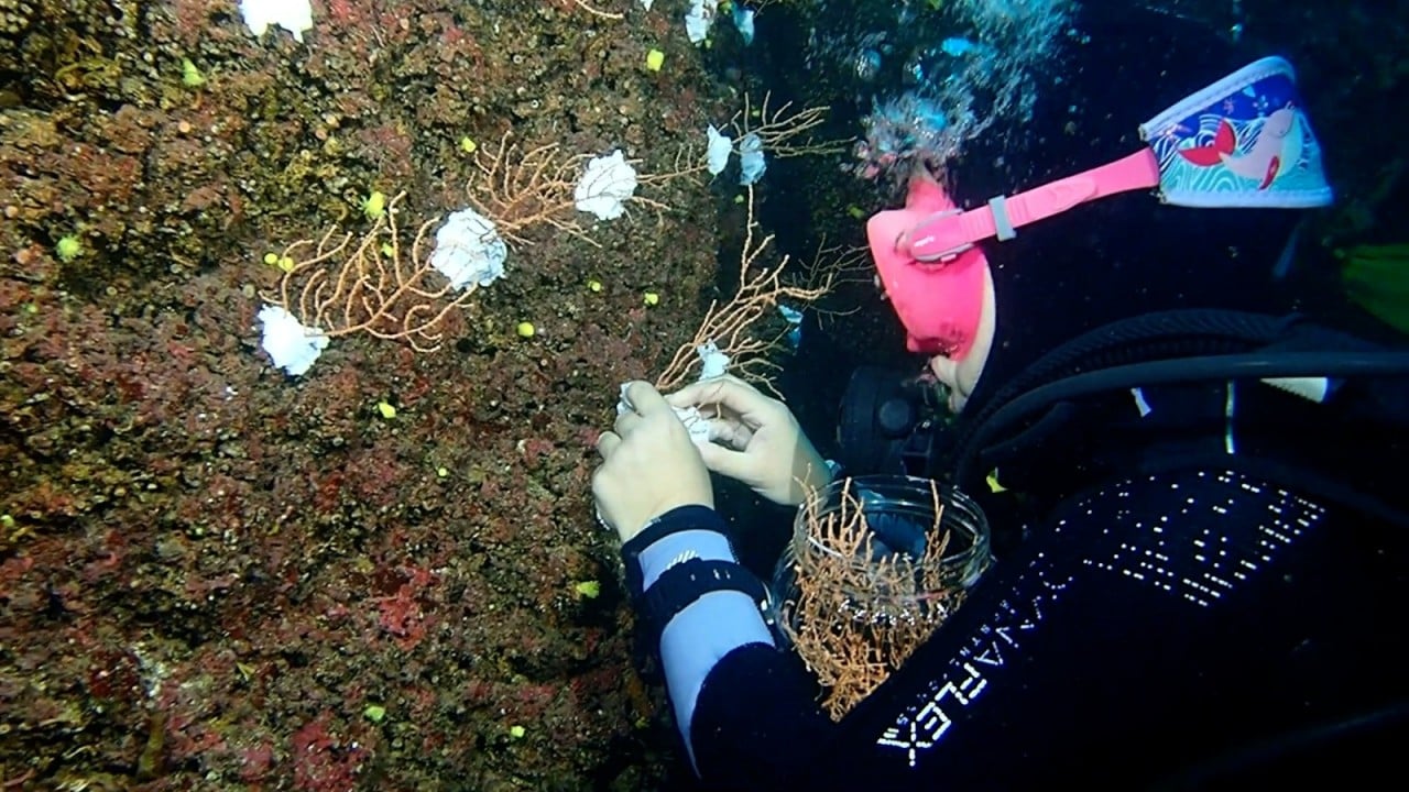 Foto - Bakan Kurum görüntüleri paylaştı Sivriada'dan Hayırsız Ada'ya mercan transferi