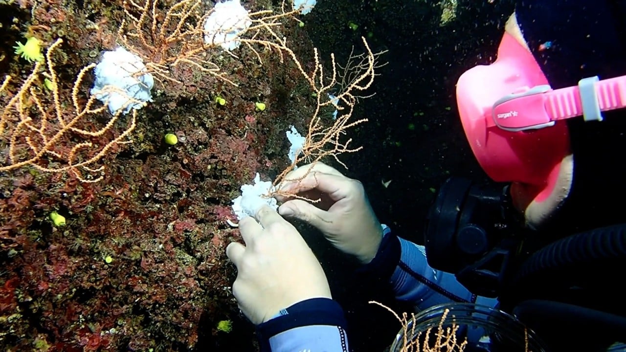 Foto - Bakan Kurum görüntüleri paylaştı Sivriada'dan Hayırsız Ada'ya mercan transferi