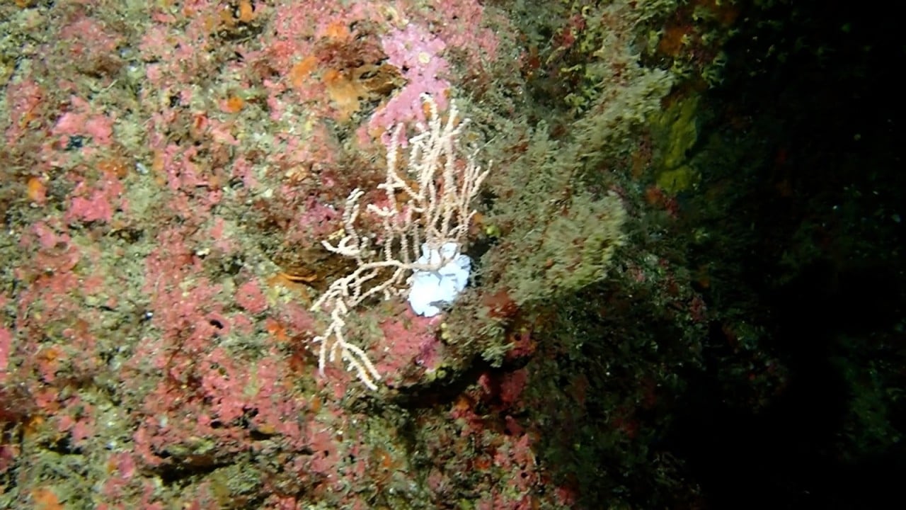 Foto - Bakan Kurum görüntüleri paylaştı Sivriada'dan Hayırsız Ada'ya mercan transferi