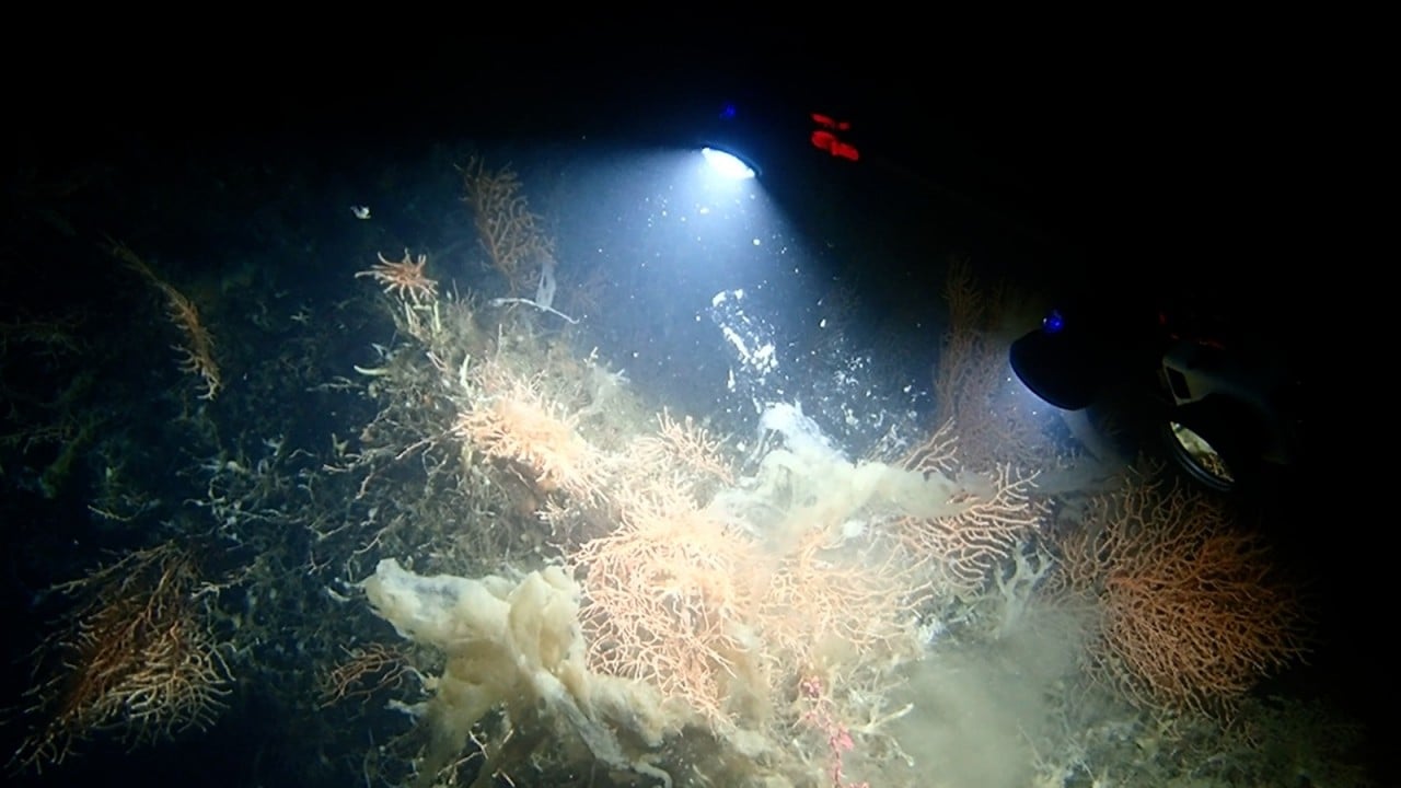 Foto - Bakan Kurum görüntüleri paylaştı Sivriada'dan Hayırsız Ada'ya mercan transferi