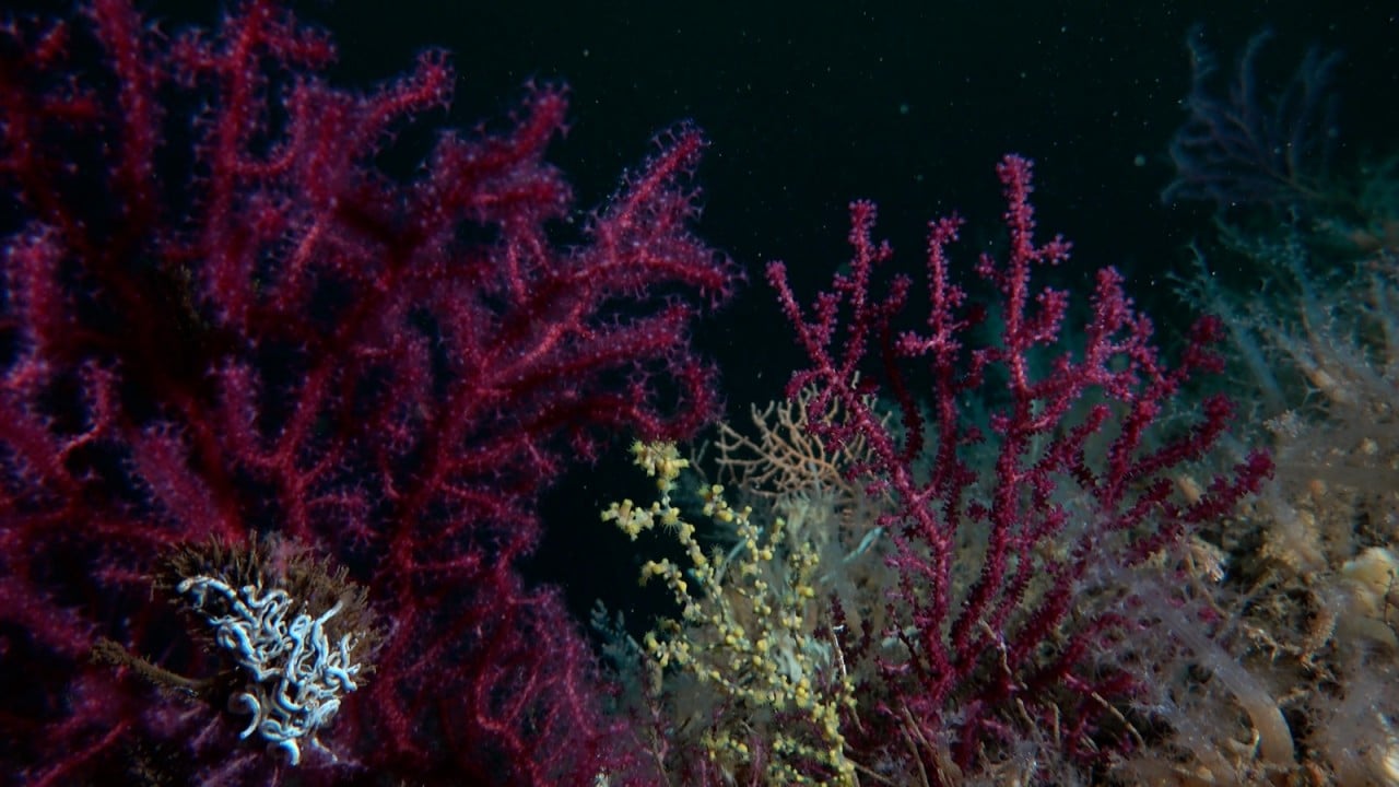 Foto - Bakan Kurum görüntüleri paylaştı Sivriada'dan Hayırsız Ada'ya mercan transferi