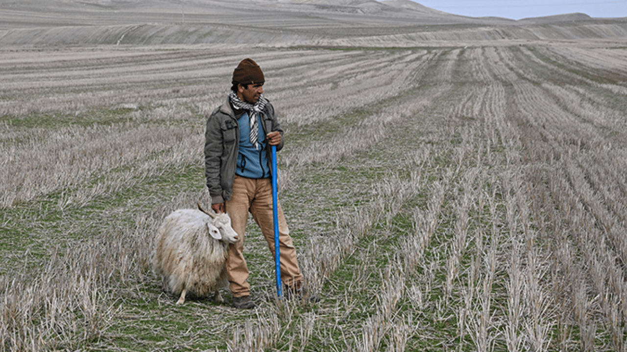 Foto - Bakan Yumaklı’dan üreticilere yeni destek müjdesi: Tiftik ekonomiye kazandırılacak