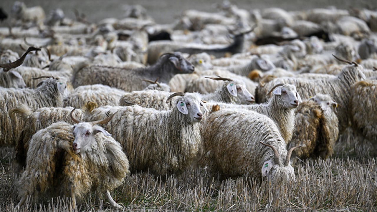 Foto - Bakan Yumaklı’dan üreticilere yeni destek müjdesi: Tiftik ekonomiye kazandırılacak