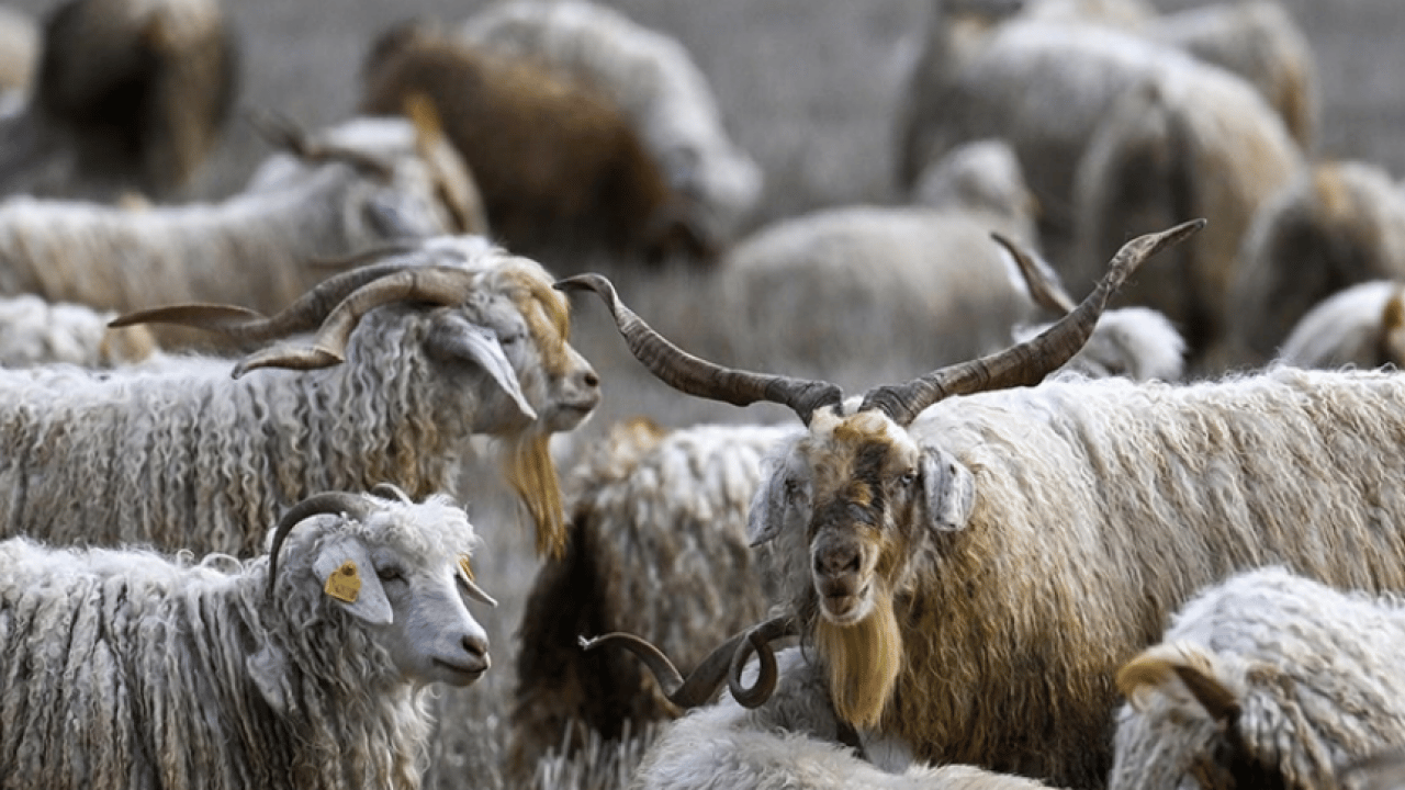 Foto - Bakan Yumaklı’dan üreticilere yeni destek müjdesi: Tiftik ekonomiye kazandırılacak