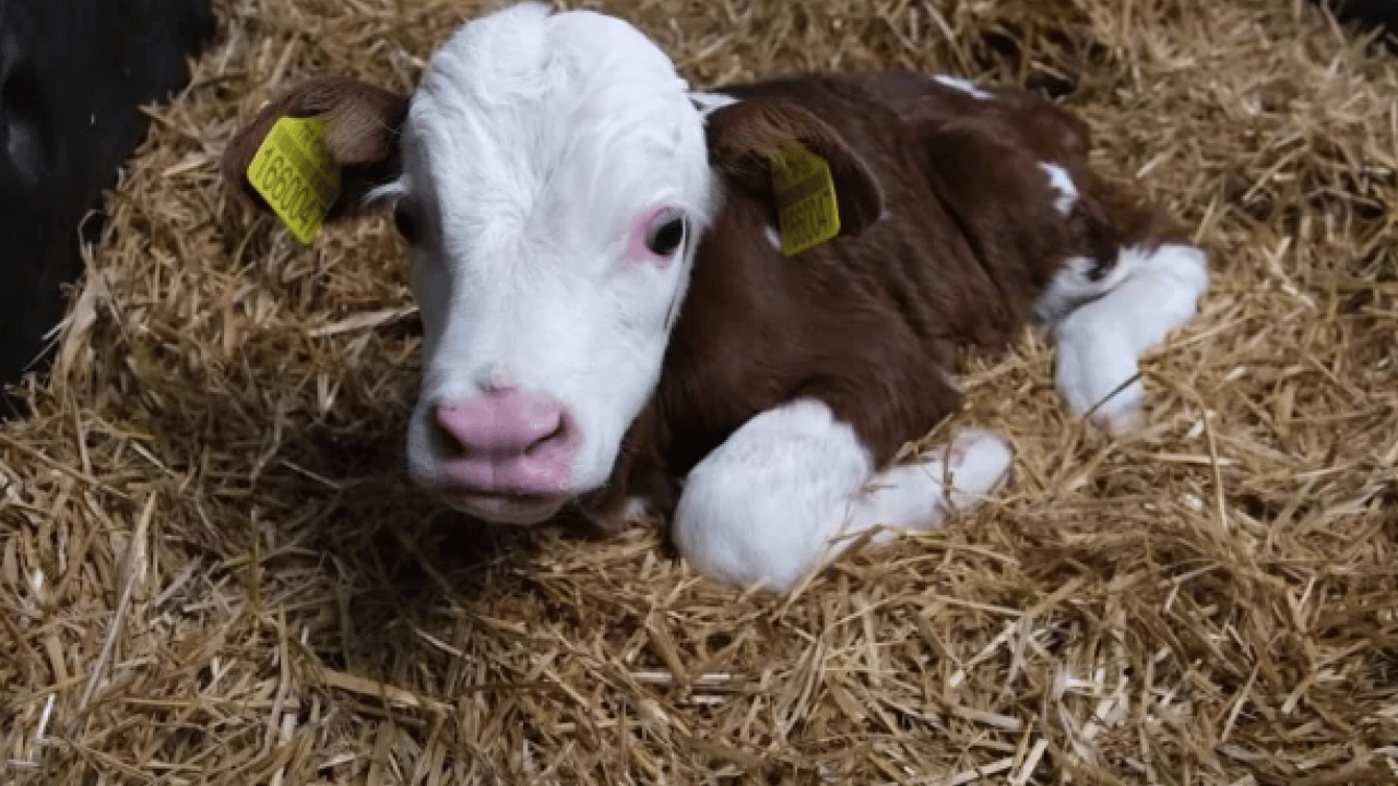Foto - Bakanlık o ilimizde başlattı! Hayvancılıkta önemli uygulama