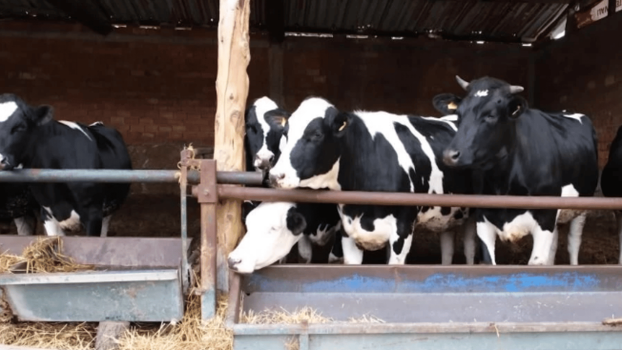 Bakanlık o ilimizde başlattı! Hayvancılıkta önemli uygulama