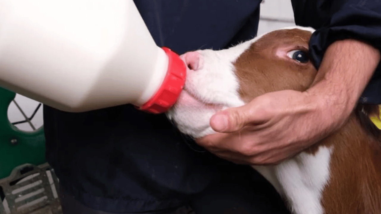 Foto - Bakanlık o ilimizde başlattı! Hayvancılıkta önemli uygulama