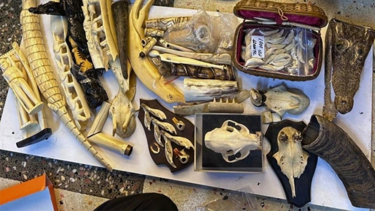 Foto - Bakanlık operasyon yaptı! Yasa dışı yaban hayatı ürünlerine el konuldu