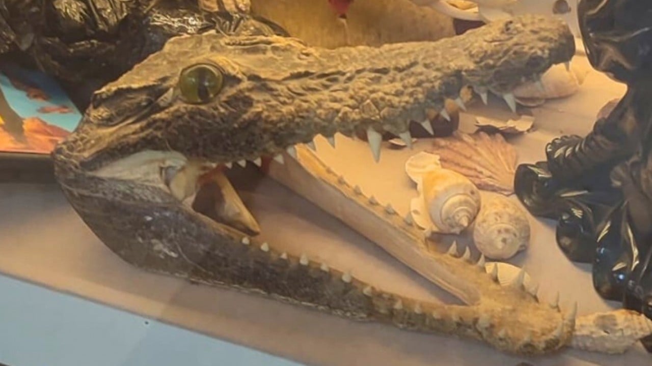 Foto - Bakanlık operasyon yaptı! Yasa dışı yaban hayatı ürünlerine el konuldu