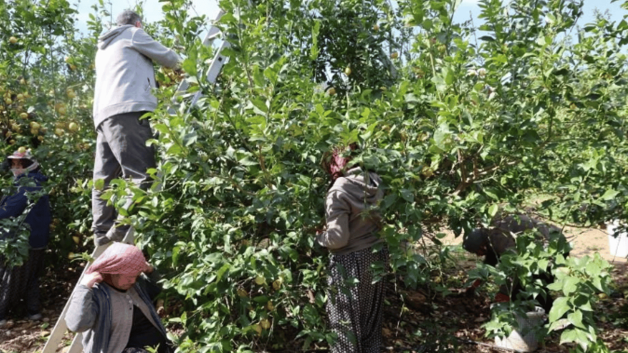 Foto - Bakın en yüksek ücret hangi ilde! Mevsimlik tarım işçilerinin yevmiyeleri belli oldu