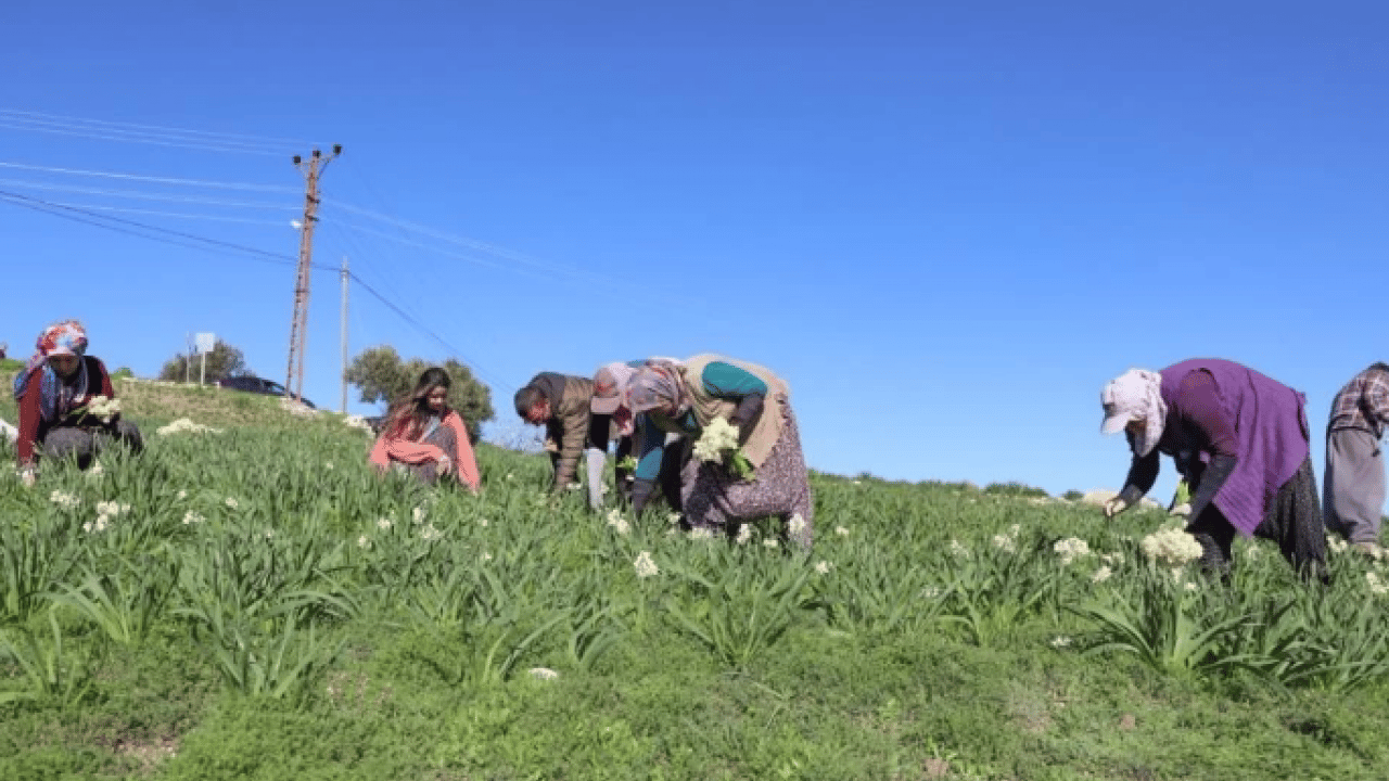 Bakın en yüksek ücret hangi ilde! Mevsimlik tarım işçilerinin yevmiyeleri belli oldu
