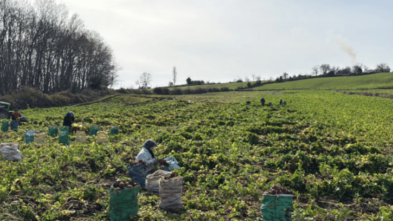 Foto - Bakın en yüksek ücret hangi ilde! Mevsimlik tarım işçilerinin yevmiyeleri belli oldu