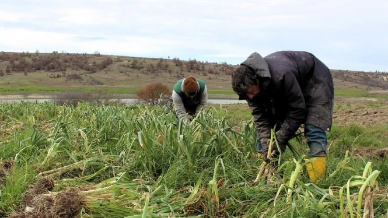 Foto - Bakın en yüksek ücret hangi ilde! Mevsimlik tarım işçilerinin yevmiyeleri belli oldu