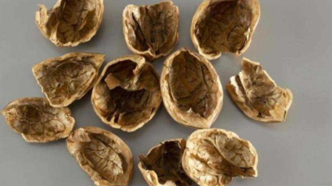 Foto - Bakın sağlığa ne gibi faydası var! Ceviz kabuklarını sakın çöpe atmayın