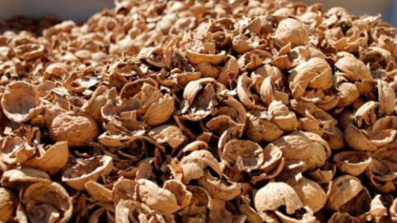 Foto - Bakın sağlığa ne gibi faydası var! Ceviz kabuklarını sakın çöpe atmayın