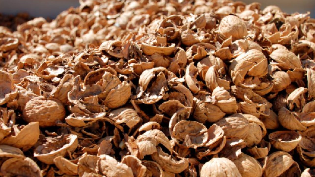 Bakın sağlığa ne gibi faydası var! Ceviz kabuklarını sakın çöpe atmayın