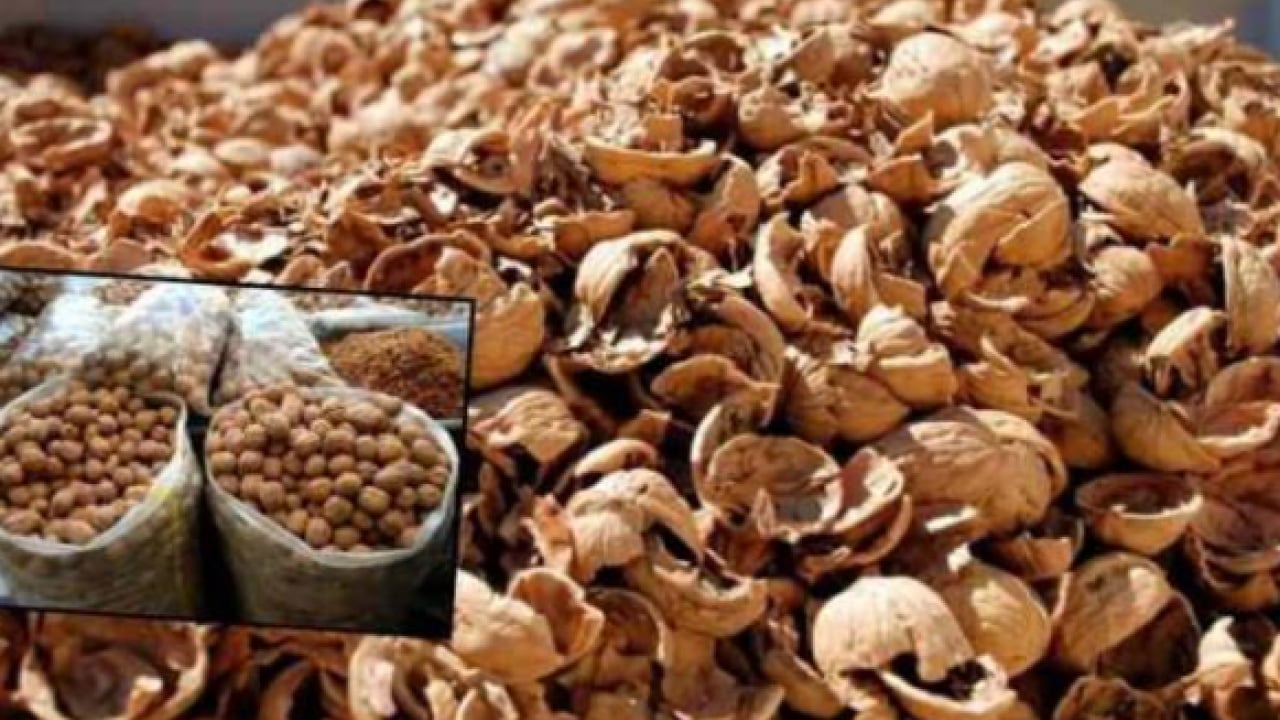 Foto - Bakın sağlığa ne gibi faydası var! Ceviz kabuklarını sakın çöpe atmayın