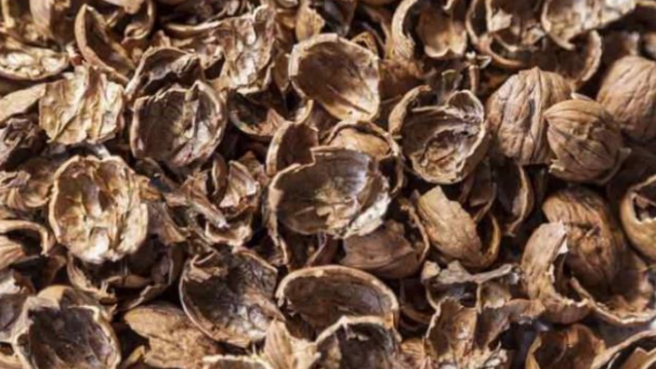 Foto - Bakın sağlığa ne gibi faydası var! Ceviz kabuklarını sakın çöpe atmayın