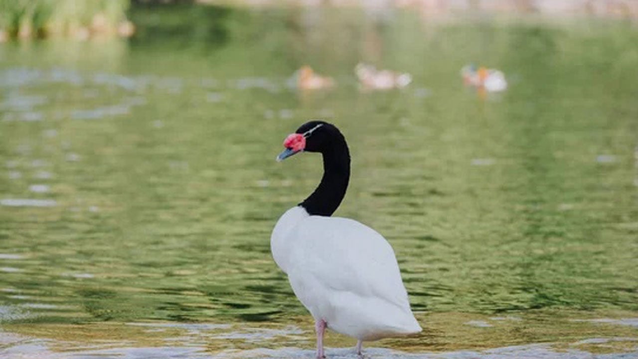 Foto - Balık yetiştirmek için gölet yaptı, bölgedeki bütün yaşam değişti