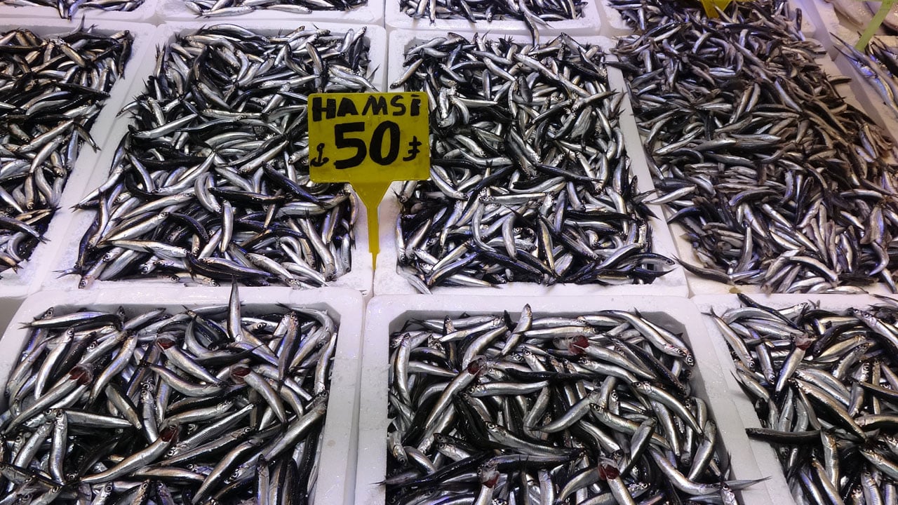 Foto - Balıkçılar 3 aydır uyku yüzü görmüyor! Deniz adeta kaynıyor