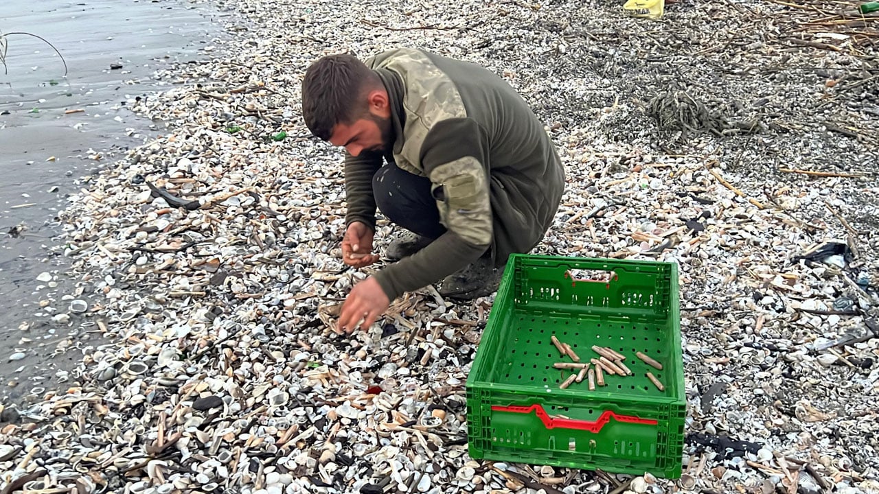 Balıkçılar sahile koştu! Binlercesi kıyıya vurdu