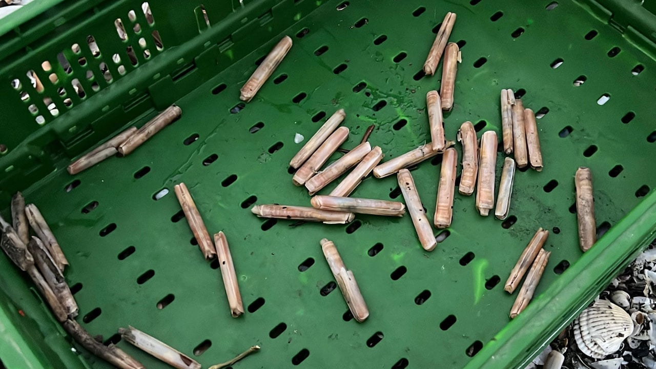 Foto - Balıkçılar sahile koştu! Binlercesi kıyıya vurdu