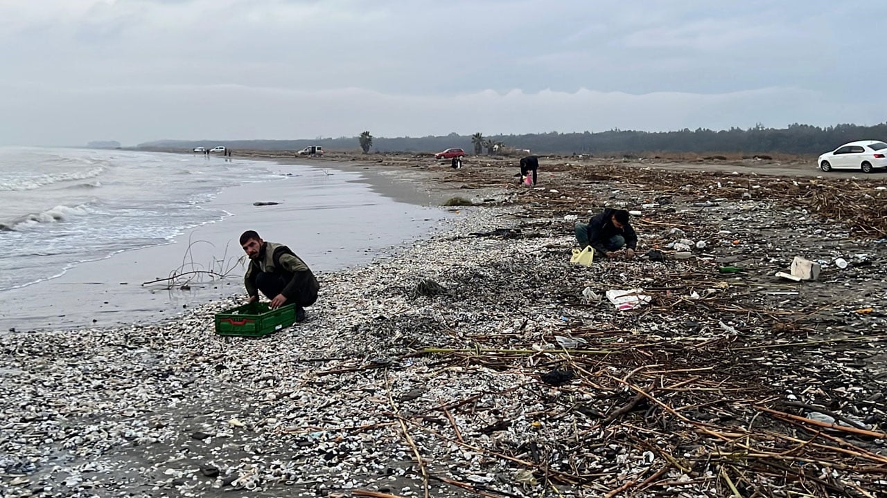 Foto - Balıkçılar sahile koştu! Binlercesi kıyıya vurdu