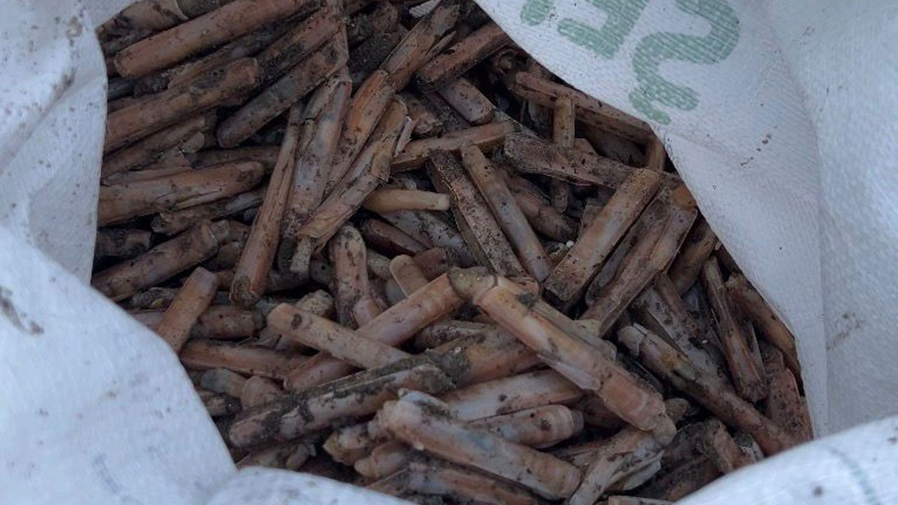 Foto - Balıkçılar sahile koştu! Binlercesi kıyıya vurdu