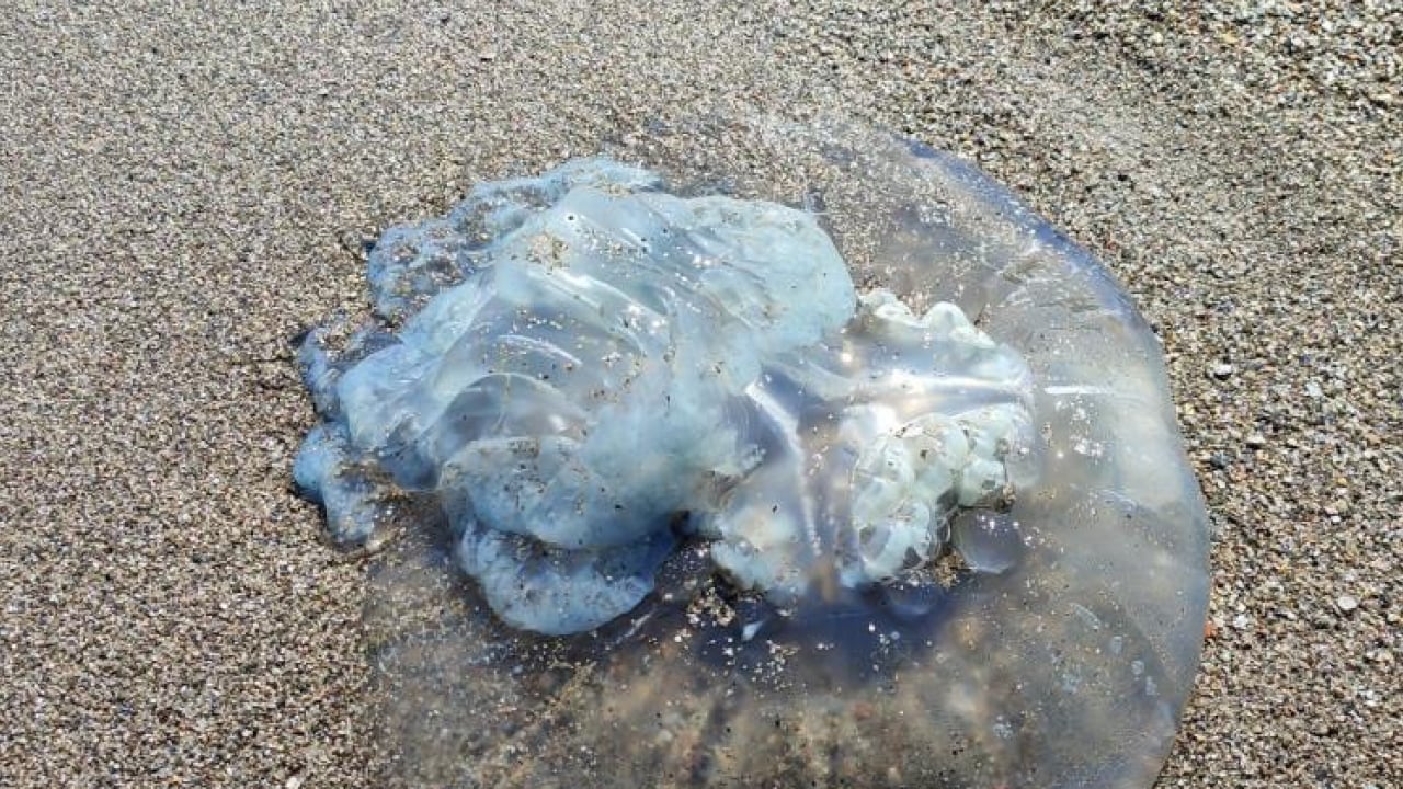 Foto - Balıkçıların kabusu oldular: Ağlar balık yerine denizanasıyla doluyor