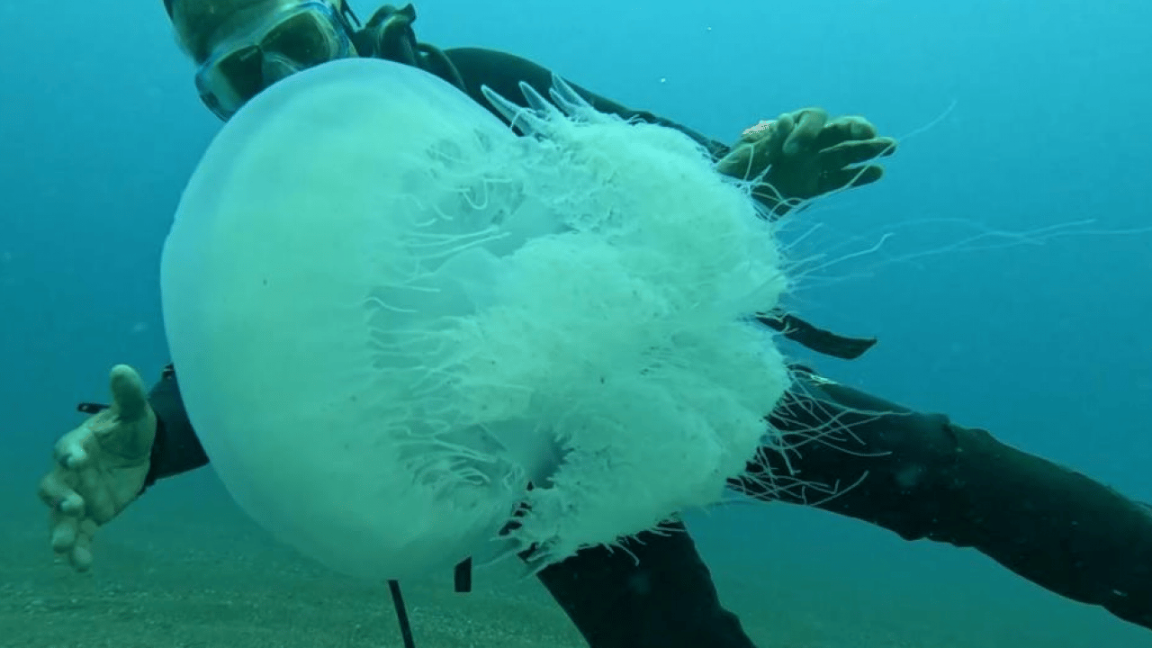 Balıkçıların kabusu oldular: Ağlar balık yerine denizanasıyla doluyor