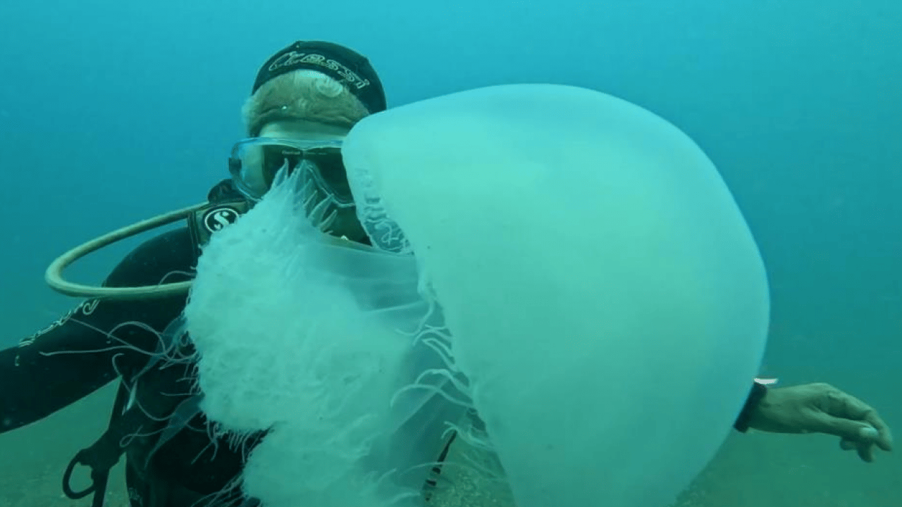 Foto - Balıkçıların kabusu oldular: Ağlar balık yerine denizanasıyla doluyor