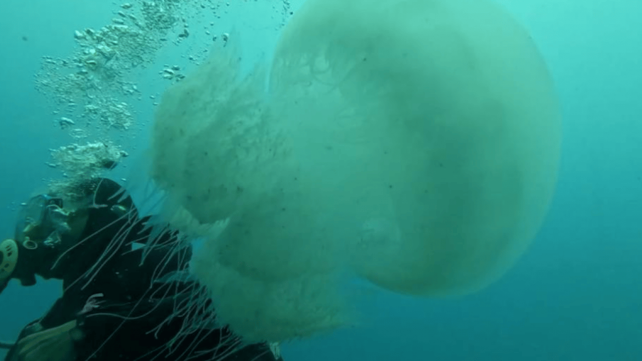 Foto - Balıkçıların kabusu oldular: Ağlar balık yerine denizanasıyla doluyor