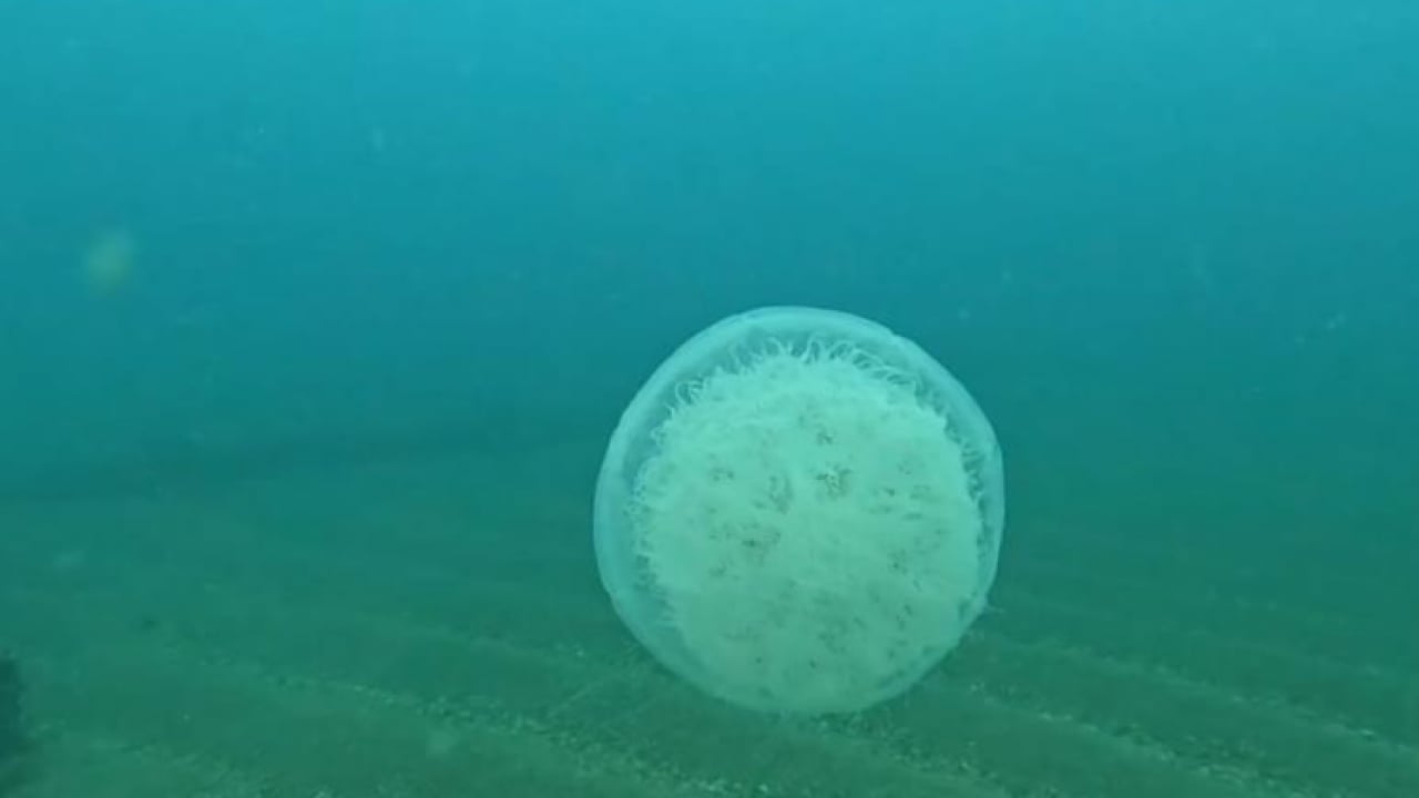 Foto - Balıkçıların kabusu oldular: Ağlar balık yerine denizanasıyla doluyor