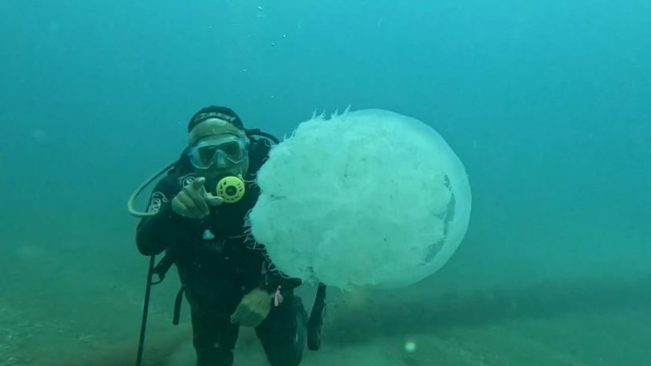 Foto - Balıkçıların kabusu oldular: Ağlar balık yerine denizanasıyla doluyor