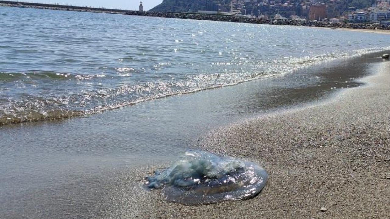 Foto - Balıkçıların kabusu oldular: Ağlar balık yerine denizanasıyla doluyor