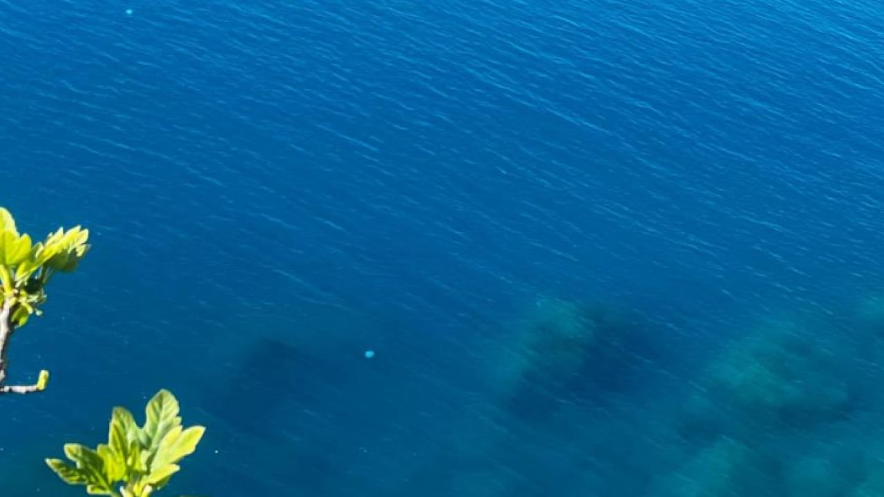 Foto - Balıkçıların kabusu oldular: Ağlar balık yerine denizanasıyla doluyor