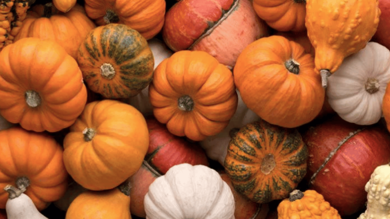 Foto - Bal kabağını sofralarınıza konuk edin! Faydasını duyan hemen almaya gidiyor... 