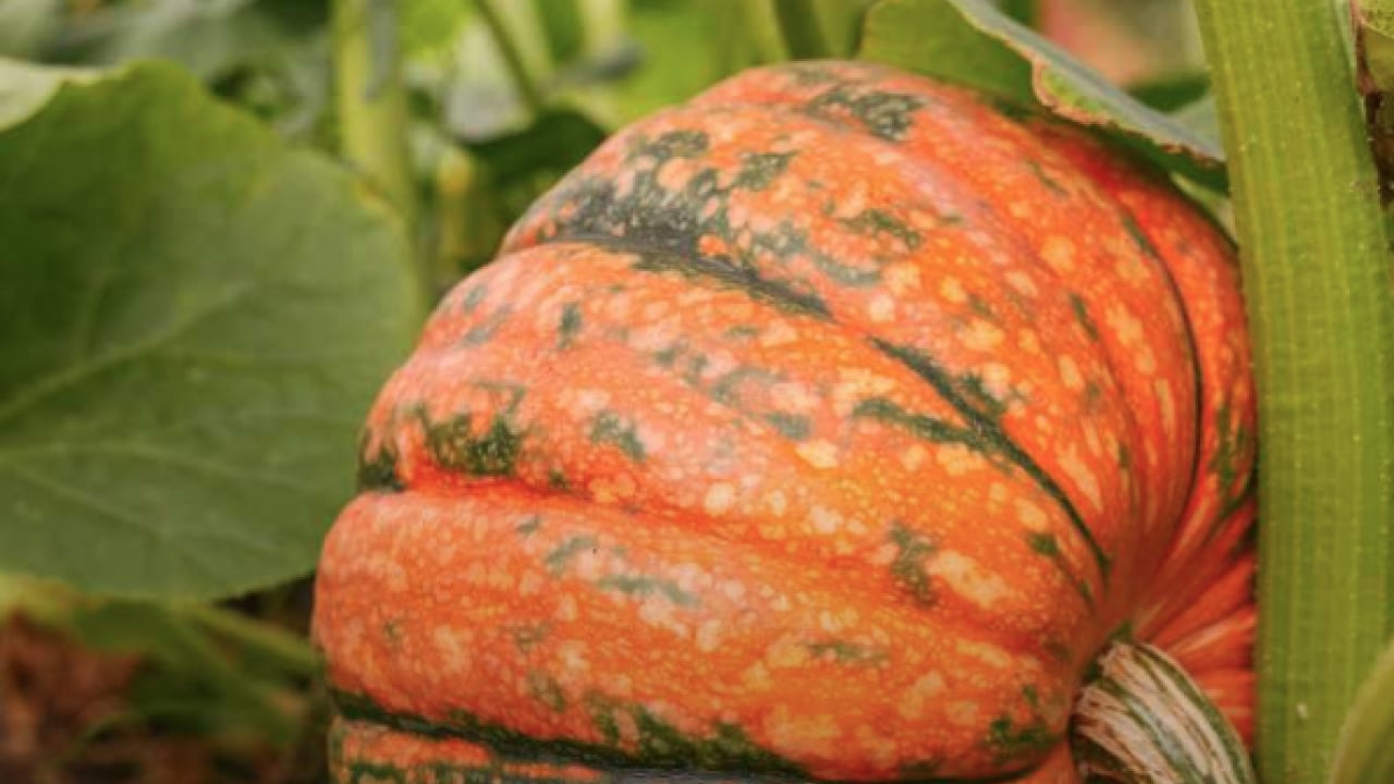 Foto - Bal kabağını sofralarınıza konuk edin! Faydasını duyan hemen almaya gidiyor... 