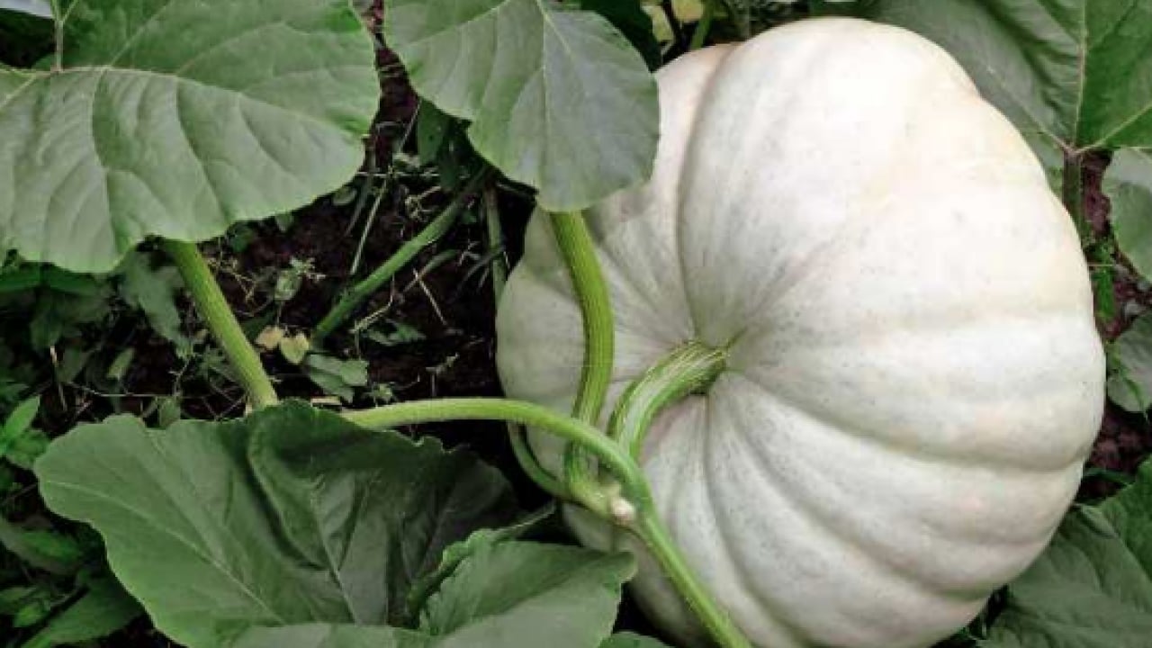 Foto - Bal kabağını sofralarınıza konuk edin! Faydasını duyan hemen almaya gidiyor... 