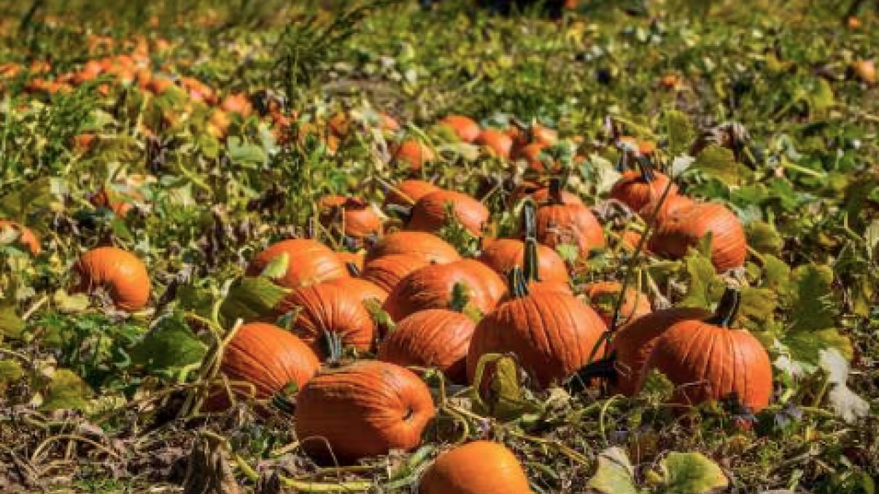 Foto - Bal kabağını sofralarınıza konuk edin! Faydasını duyan hemen almaya gidiyor... 