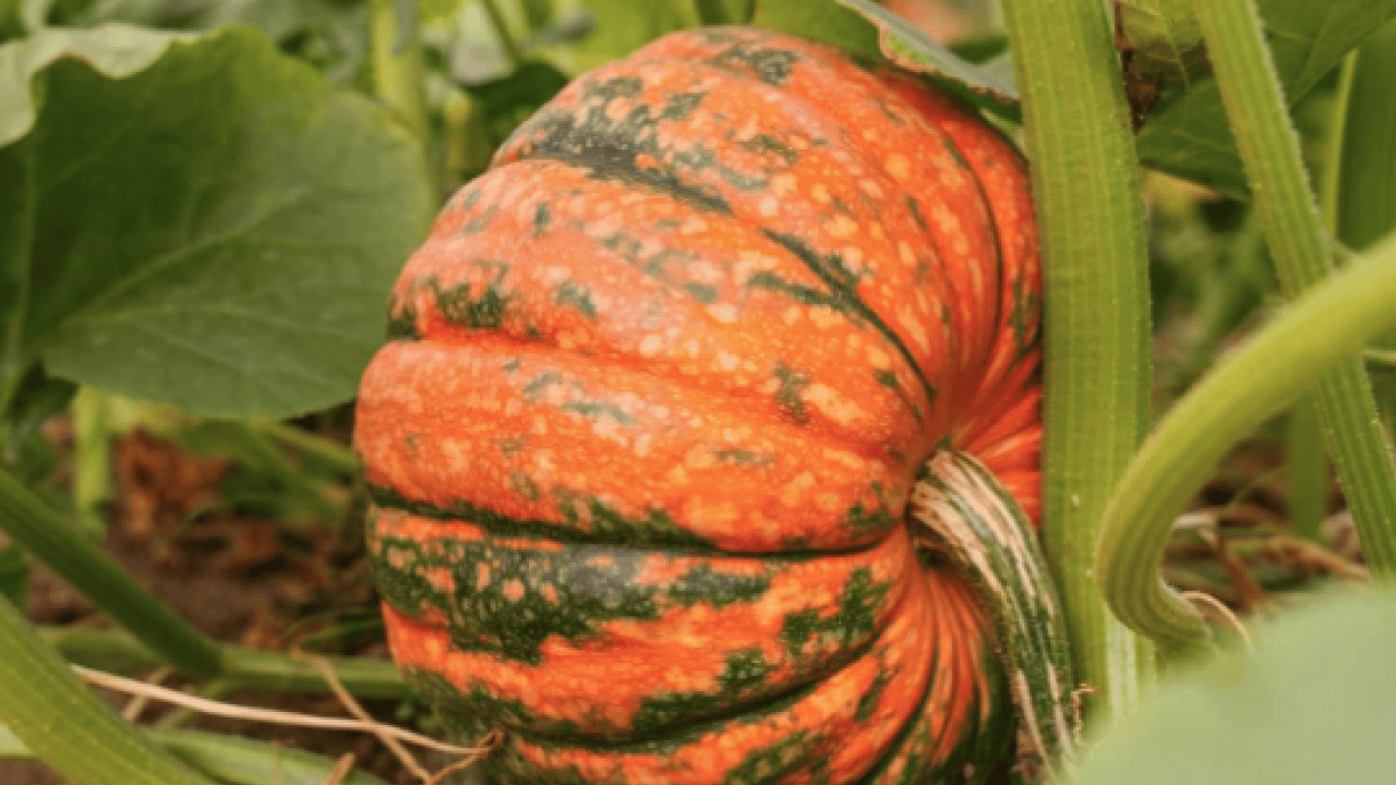 Foto - Bal kabağını sofralarınıza konuk edin! Faydasını duyan hemen almaya gidiyor... 