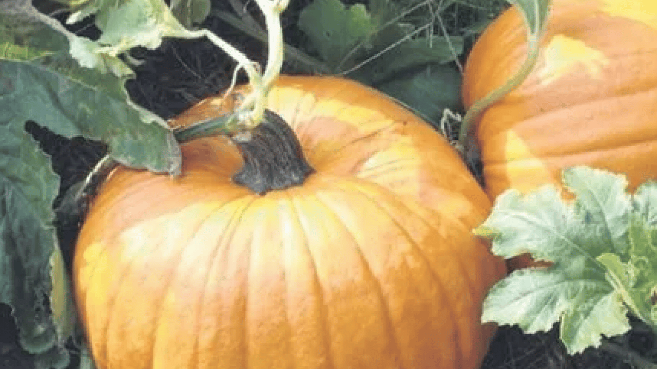 Foto - Bal kabağını sofralarınıza konuk edin! Faydasını duyan hemen almaya gidiyor... 